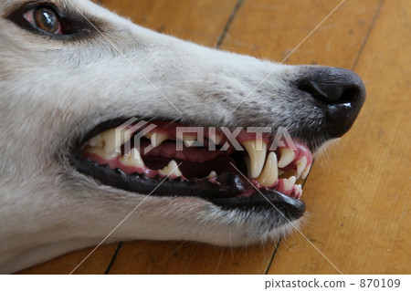 fang! (Borzoi) fang! (Borzoi) 870109