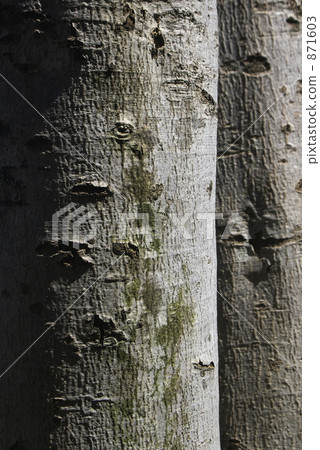 Beech Tree Beech Tree 871603