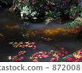 water surface, maple, yellow leafe 872008