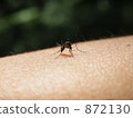Yab mosquito 872130
