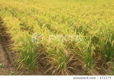 收穫附近的高地 872173