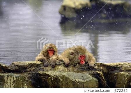 日本獼猴 872282