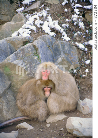 日本獼猴 872284