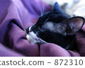 cat, bedchamber, bedroom 872310