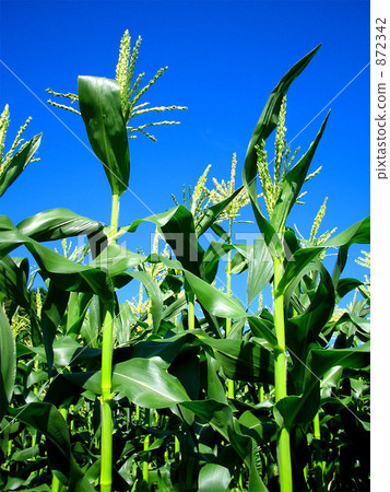 grain, corn, maize 872342