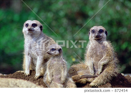 Miya Cat - Stock Photo [872454] - PIXTA