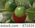 蕃茄 872826
