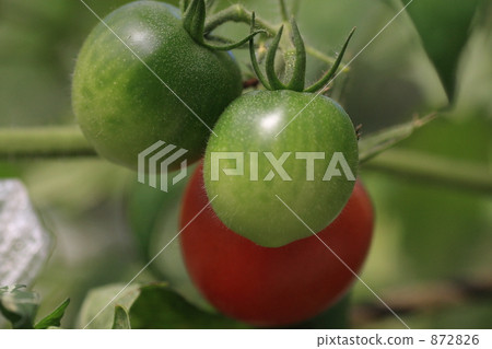 Tomato Tomato 872826