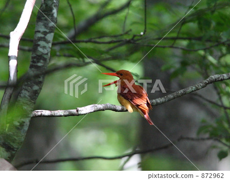 赤翡翠 赤翡翠 872962