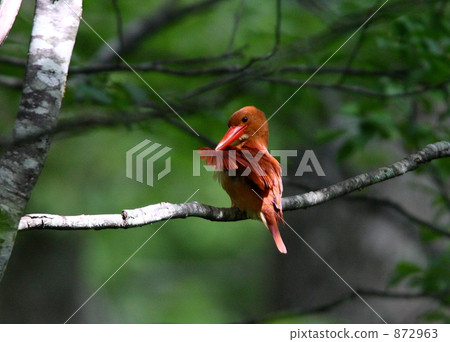 赤翡翠 赤翡翠 872963