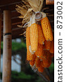 Corn 873002