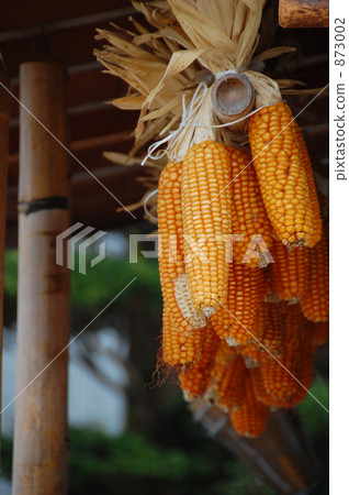 Corn Corn 873002