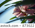 Cymbidium 873022