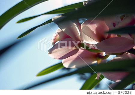 Cymbidium Cymbidium 873022