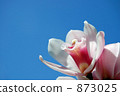 cymbidium, orchid, bloom 873025