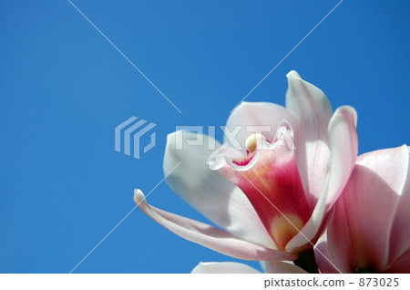 cymbidium, orchid, bloom 873025
