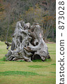 old tree, stub, stump 873028