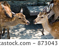 A deer 873043