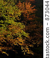 Autumn colors 873044