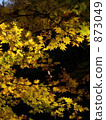 Autumn colors 873049