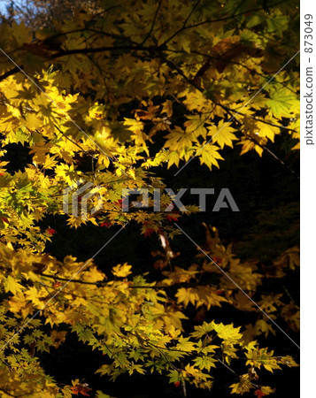 Autumn colors Autumn colors 873049