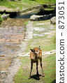 Miyajima deer 873051
