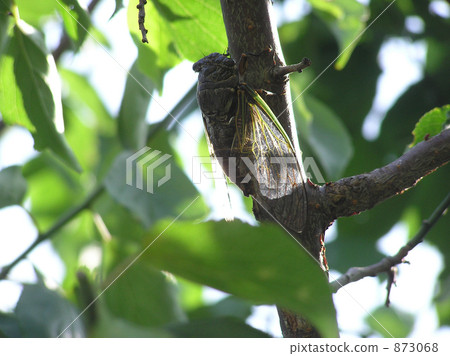 cryptotympana facialis, cicada, locust 873068