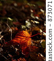 Autumn colors 873071