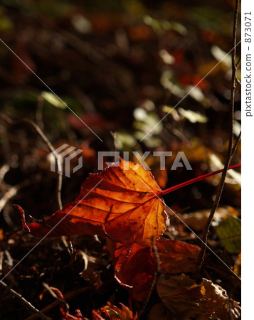Autumn colors Autumn colors 873071