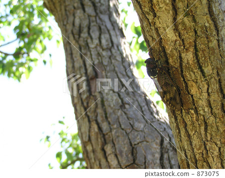 large brown cicada, cicada, locust 873075