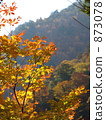 Autumn colors 873078
