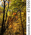 Autumn colors 873090