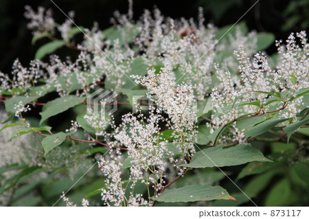 After the Itadori Bon festival After the Itadori Bon festival 873117