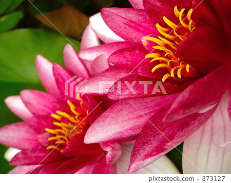 蓮花 873127
