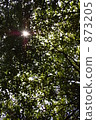 branches and leaves, sunshine filtering through foliage, sunlight through the leaves 873205
