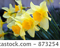 daffodil, narcissus, daffodils 873254