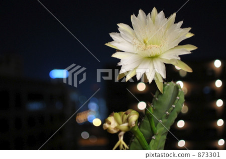Cactus flower 873301