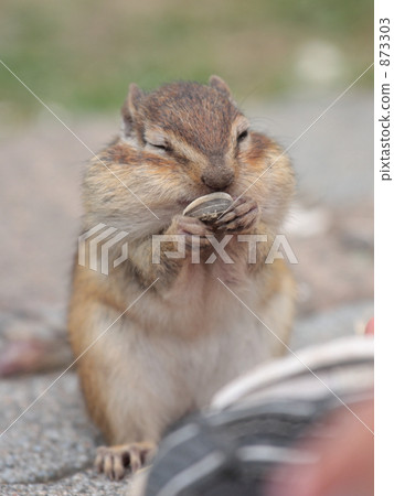 坤坤! 坤坤! 873303