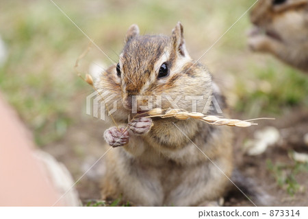 它滿是嘴,但我仍然可以吃它! 它滿是嘴,但我仍然可以吃它! 873314