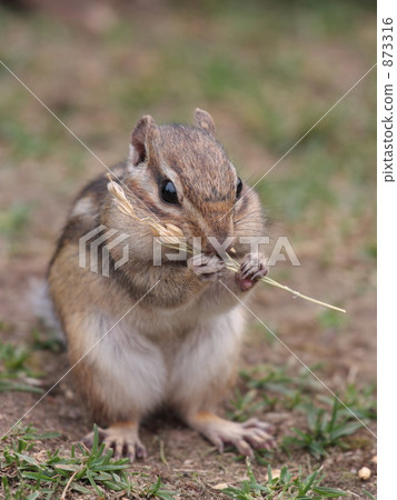 我喜歡耳朵米飯! 我喜歡耳朵米飯! 873316