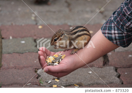 我會在我的胳膊上吃它! 我會在我的胳膊上吃它! 873320