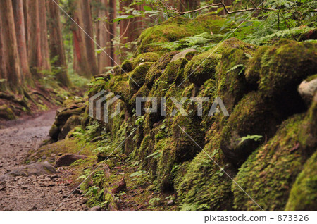 香柏木大道 苔蘚 石垣 873326