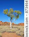 Ghost gum and Devils marble 873464