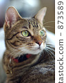 ginger cat, brown tabby, japanese striped cat 873589