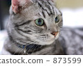 american shorthair (cat), american shorthair, pet 873599