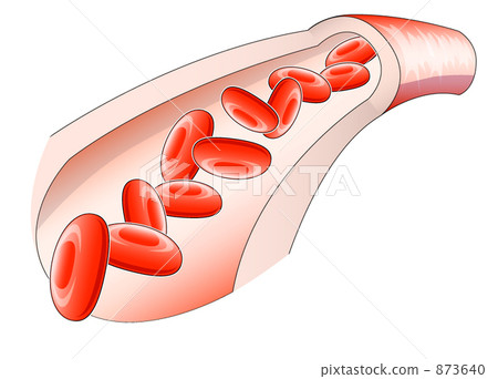 Vascular cross section 873640