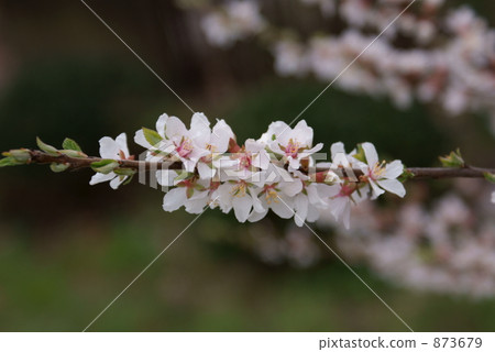 Ume peach (usuraume) 873679