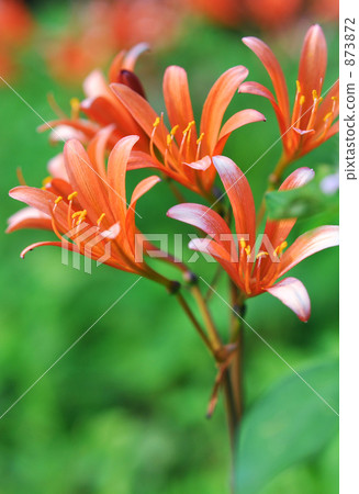 蔬菜垂直毛茸茸 蔬菜垂直毛茸茸 873872