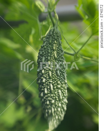 Bitter gourd Bitter gourd 874072