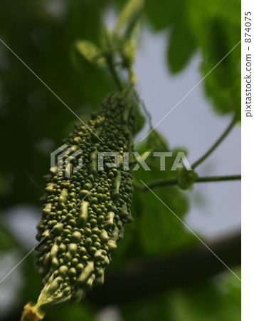 Bitter gourd Bitter gourd 874075